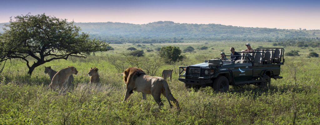 Connect with Wildlife: Unforgettable Safari Vacation Activities