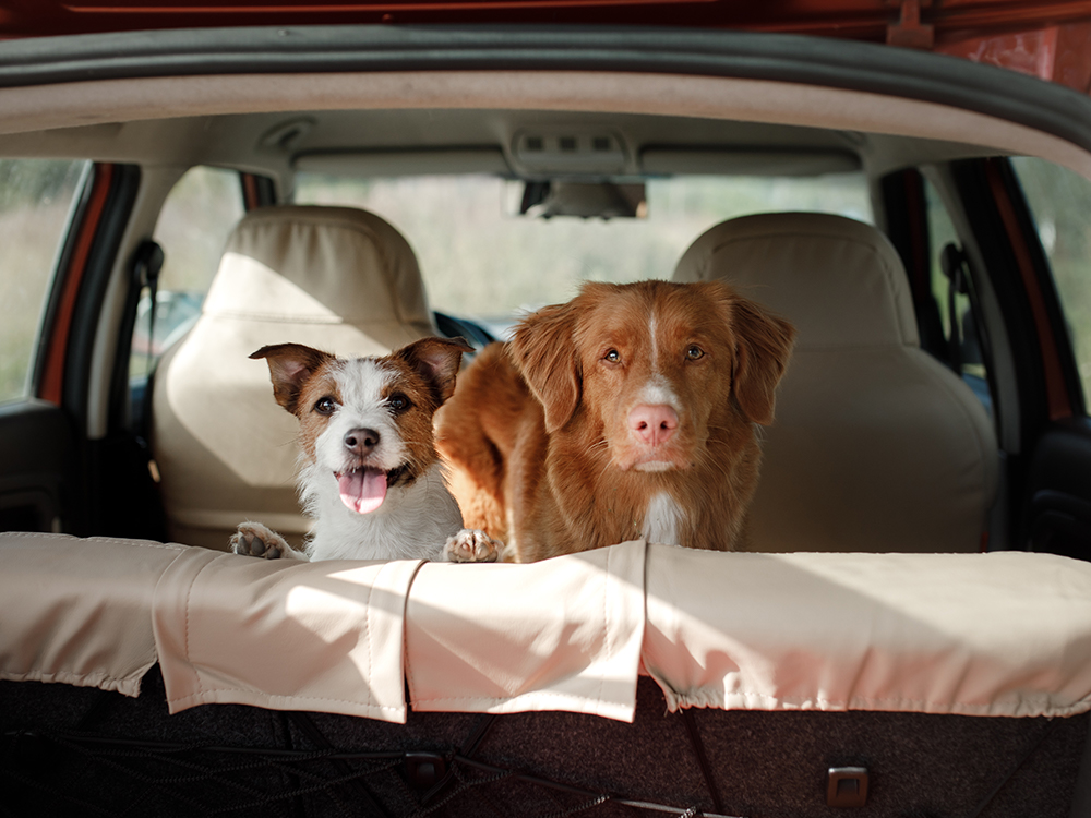Pet-Friendly Road Trips in Premium SUVs: Comfort Meets Adventure