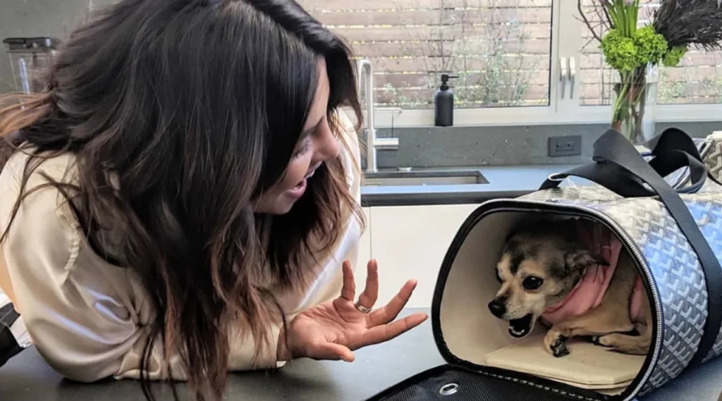 Best Luxury Travel Accessories for Pets