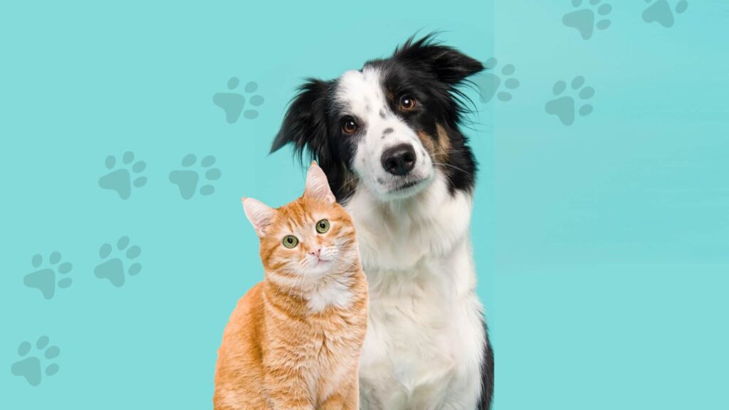 Inside the World of Organic Pet Nutrition and Holistic Wellness