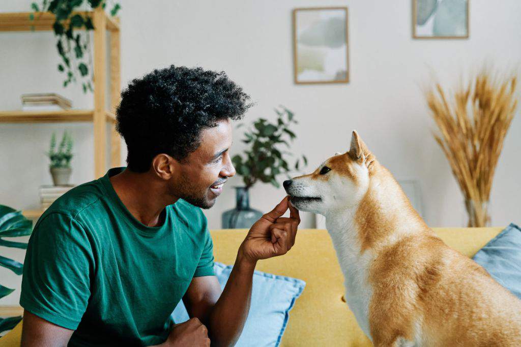 Pet Wellness Trends Rich Pet Owners Swear By
