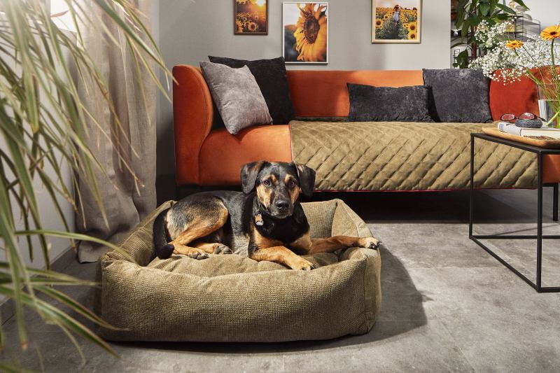 Luxury Pet Beds That Blend with Designer Interiors