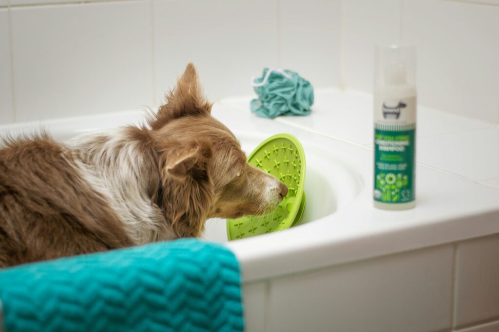 Ultimate Pet Grooming Guide: Best Grooming Products on Chewy