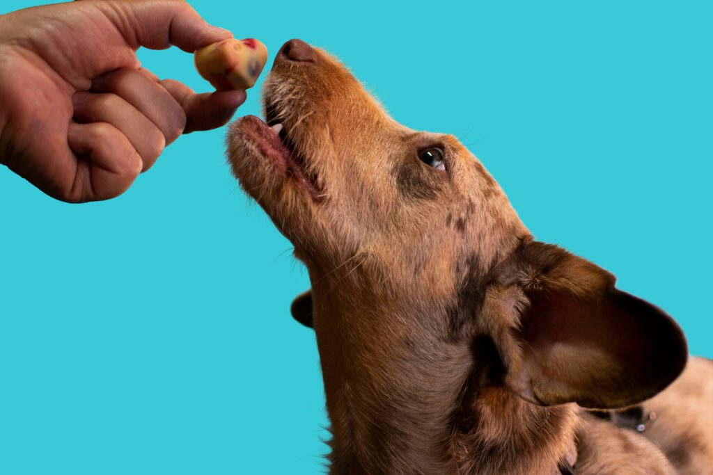 Top Healthy Pet Treats and Supplements on Chewy for Everyday Wellness